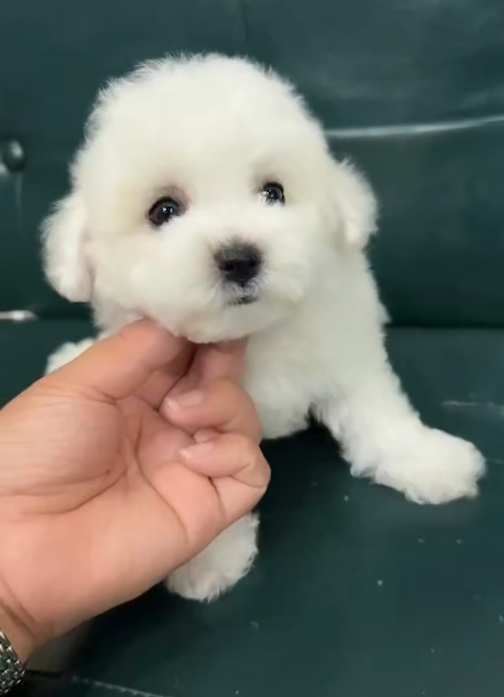 小体比熊，无异味，美丽漂亮